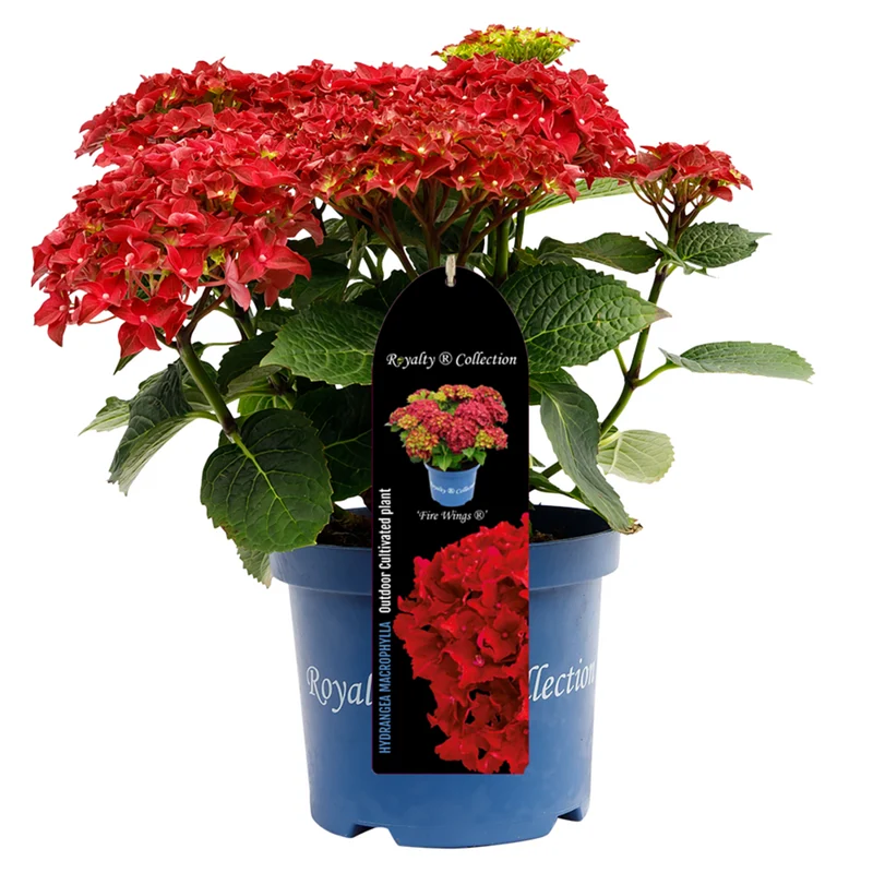 Bauernhortensie Royalty Collection® 'Fire Wings'