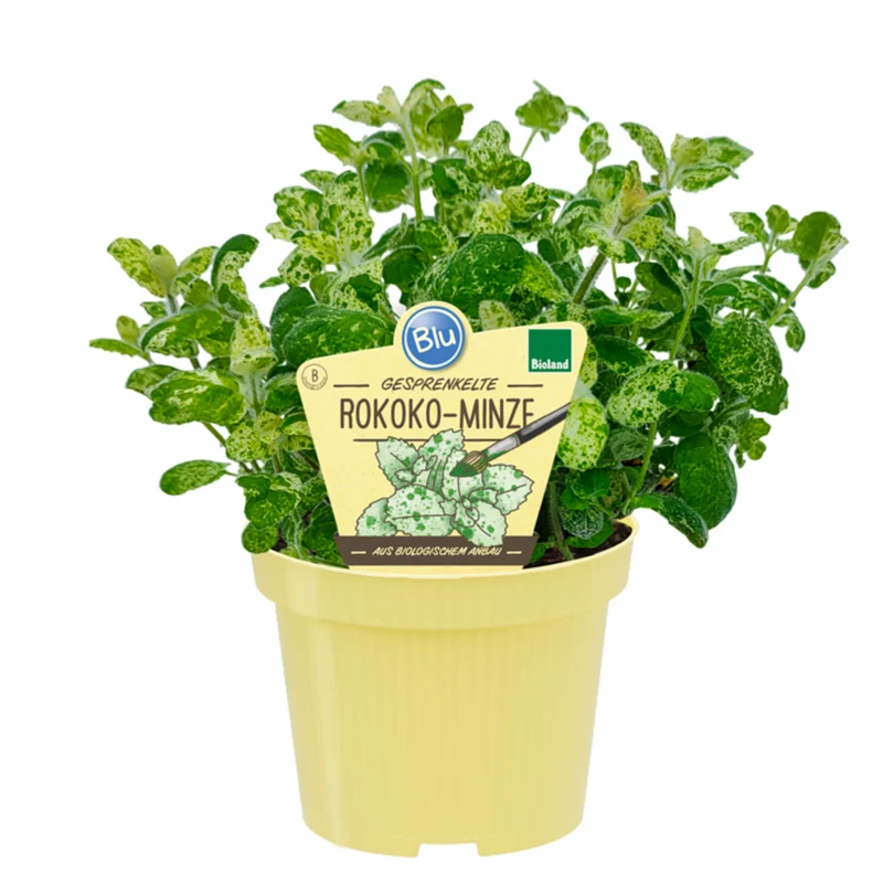 Bio Minze 'Rokoko'
