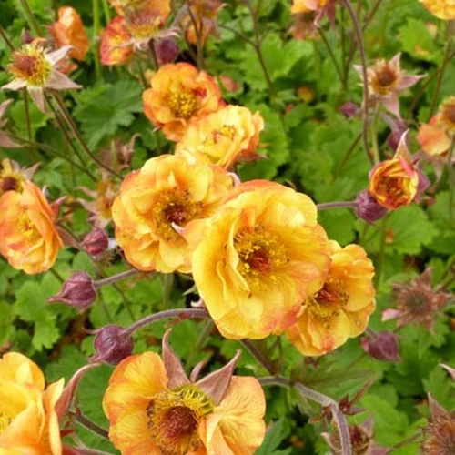 Nelkenwurz ‘Alabama Slammer’
