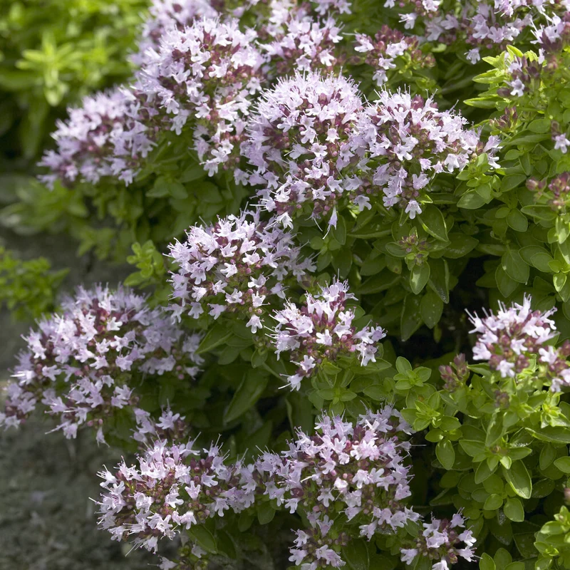 Oregano ‘Compactum’