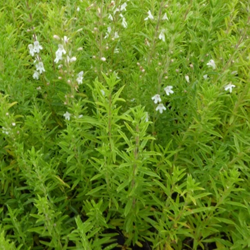 Berg-Bohnenkraut