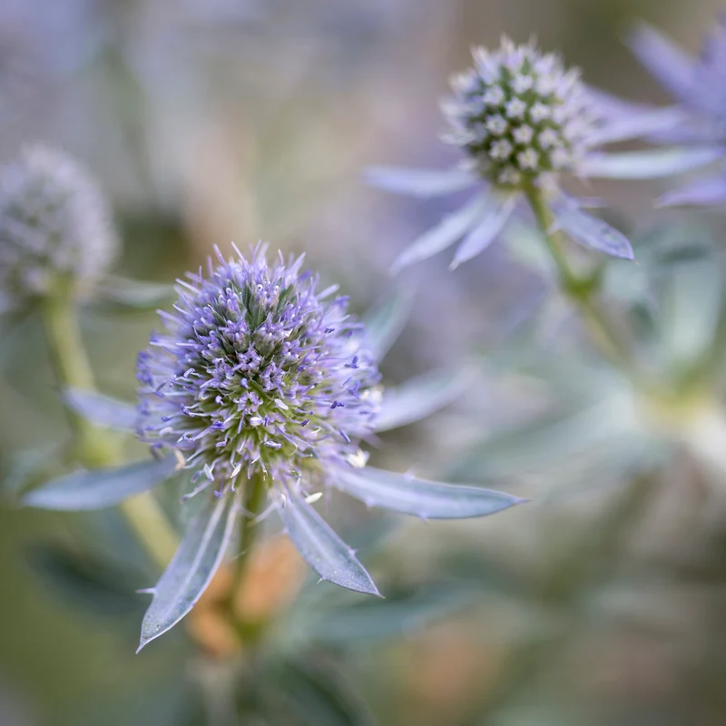 Mannstreu 'Blauer Zwerg'
