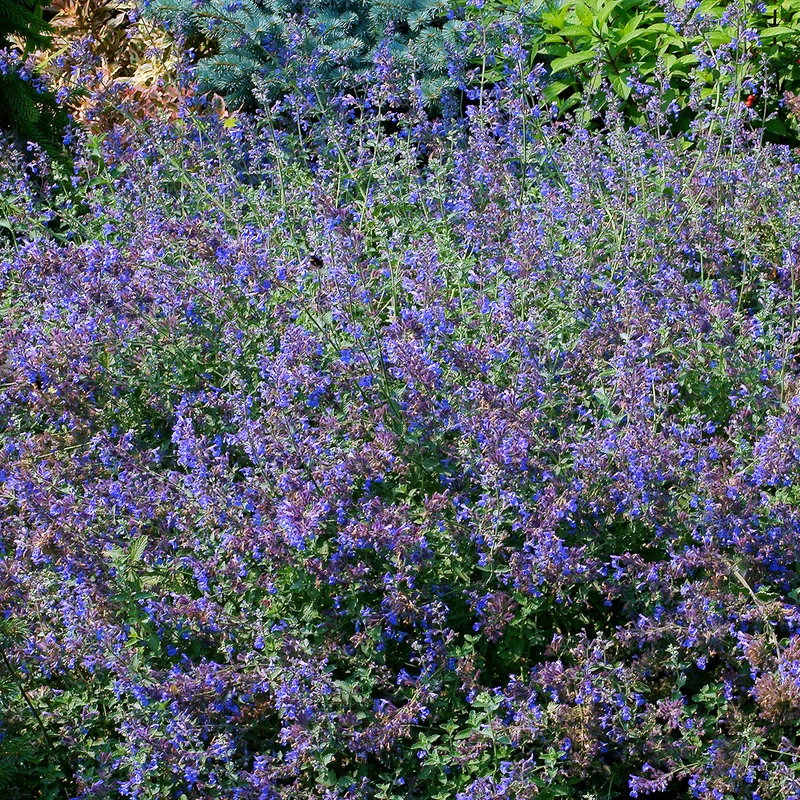 Blaue Katzenminze