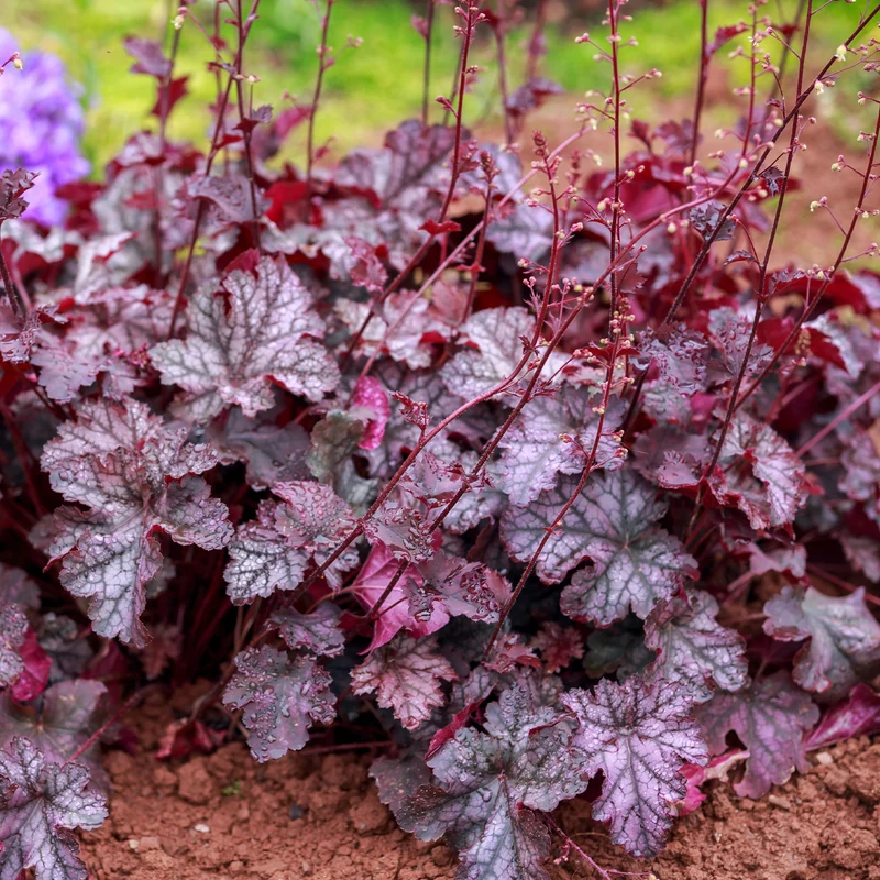 Heuchera Forever Purple