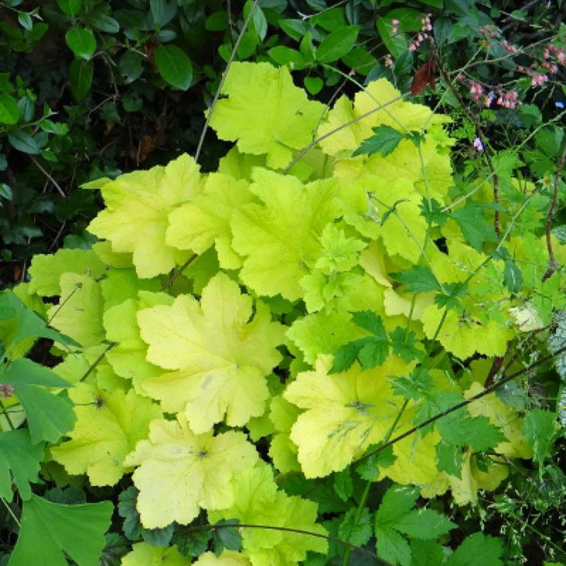 Purpurglöckchen Citronelle ®