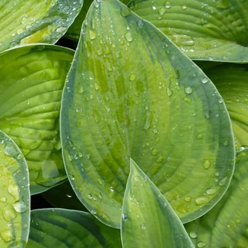 Hosta Bright Lights Funkia