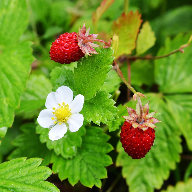 Wald-Erdbeere