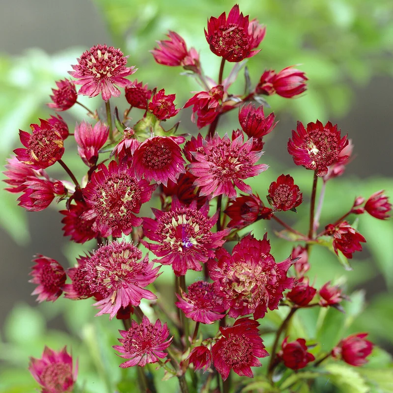 Große Sterndolde Ruby Wedding