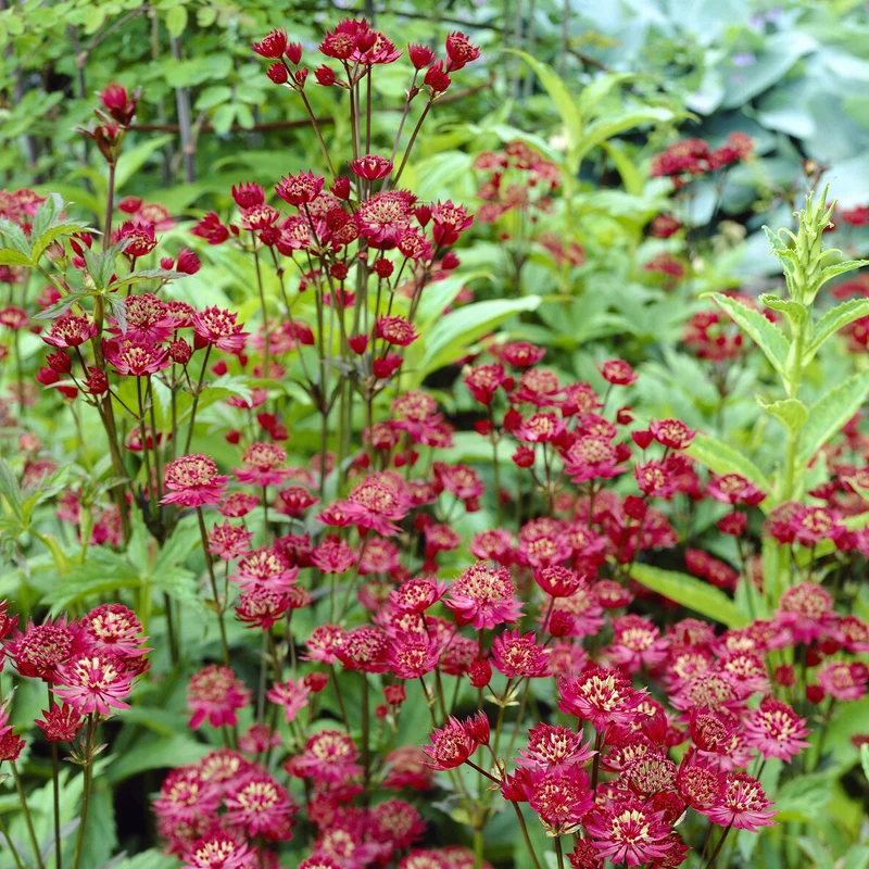 Große Sterndolde Ruby Wedding