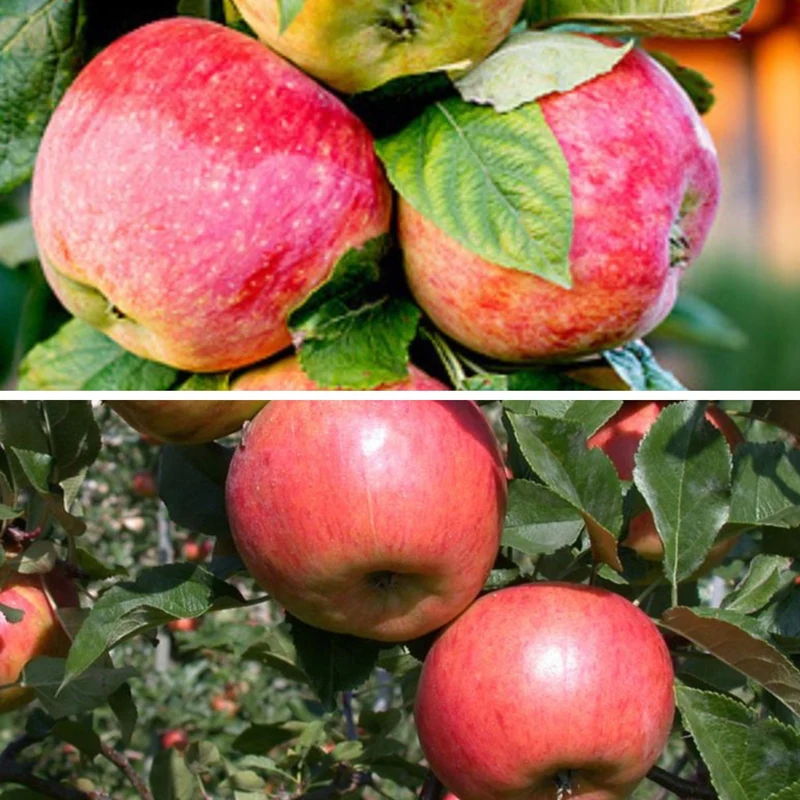Bio-Obst Sommer- & Winterapfel im Set