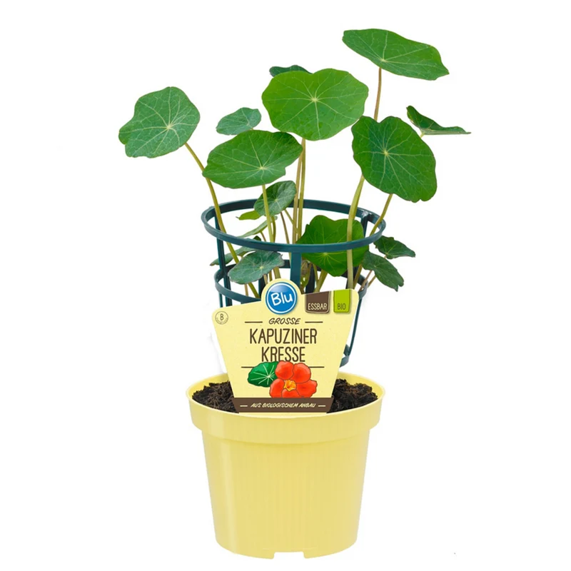 Bio Kapuzinerkresse