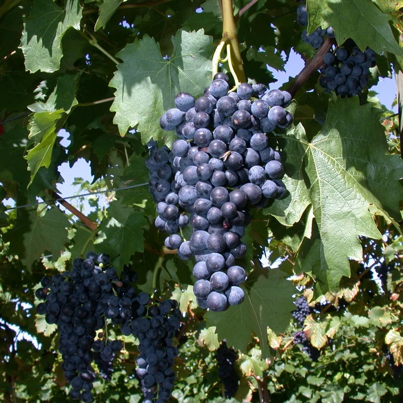 Bio Weinrebe 'Regent®'