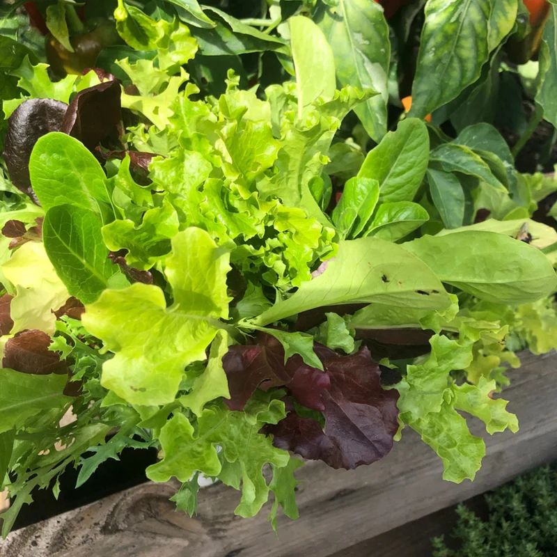 Bio Schnitt-Salat