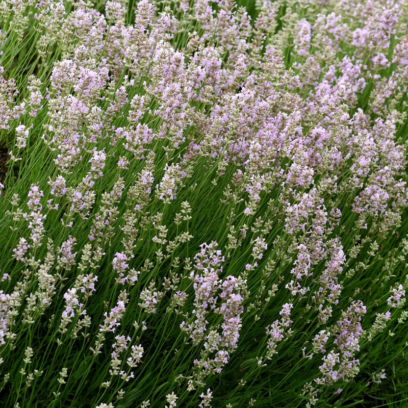Lavendel