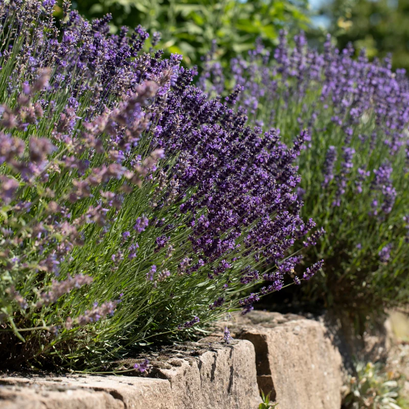Lavendel