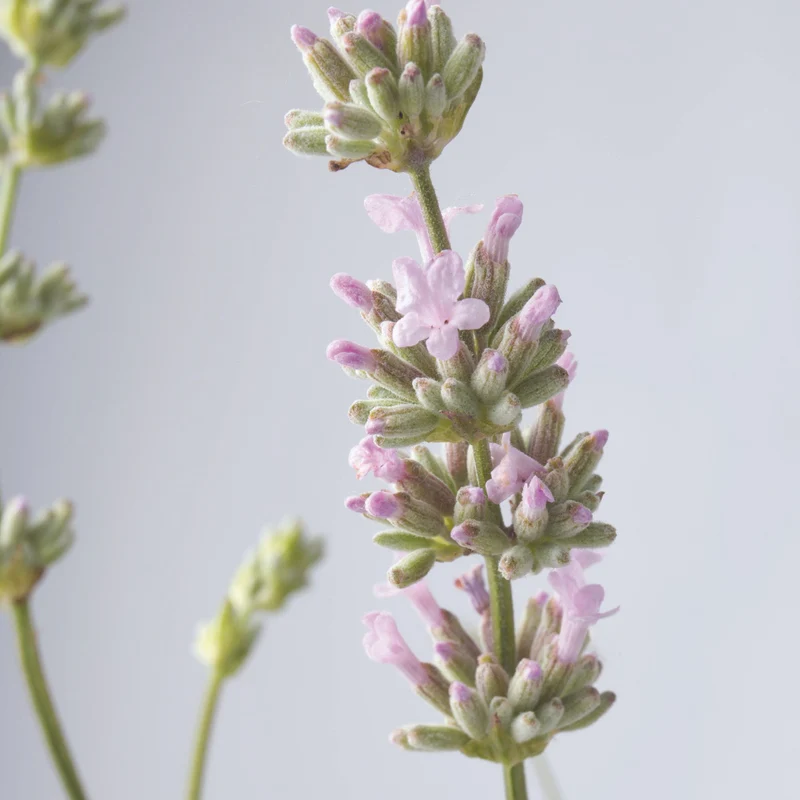 Lavendel