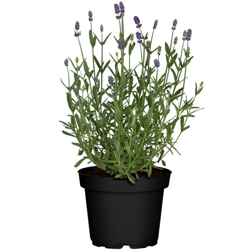 Lavendel