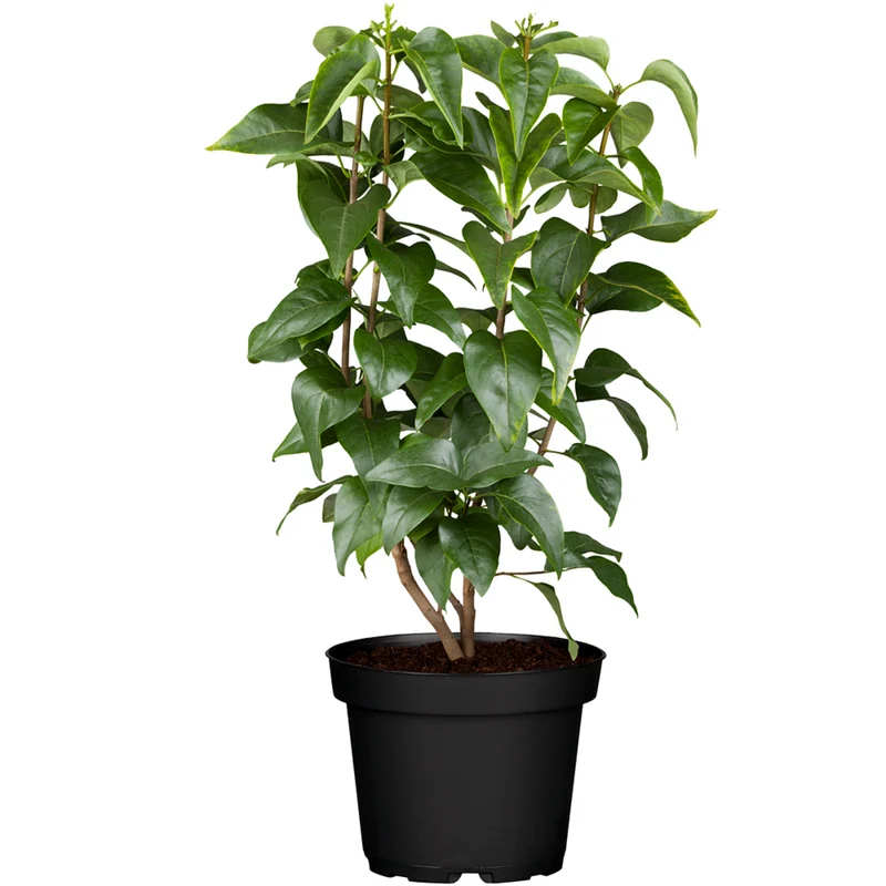 Edelflieder 'Nadeshda'