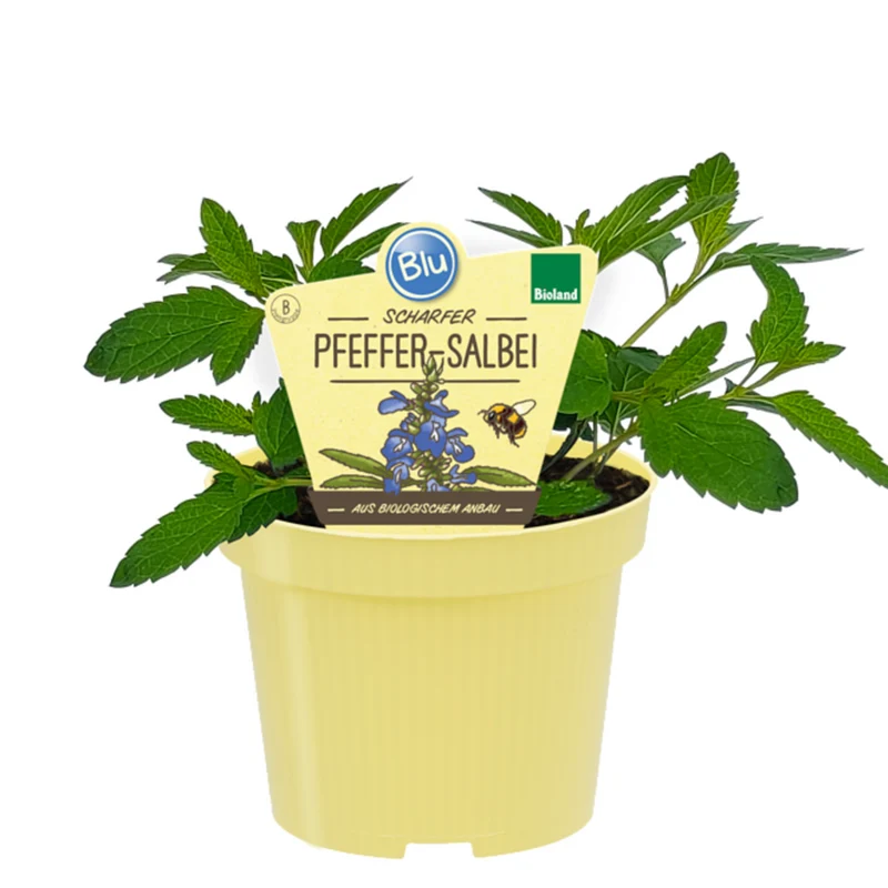 Bio Pfeffer-Salbei
