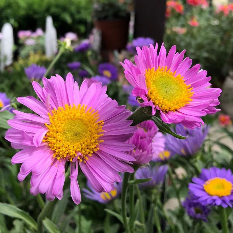 Alpen-Aster ‘Happy End’