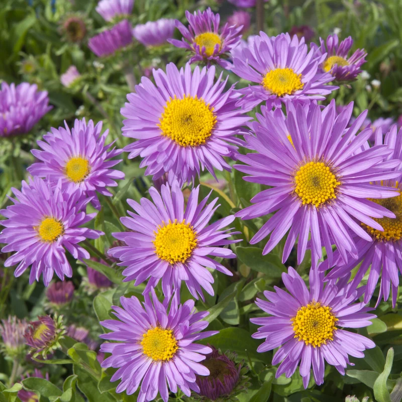 Alpen-Aster ‘Happy End’