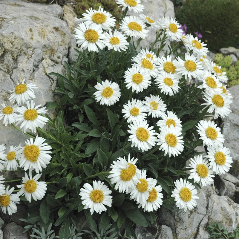 Alpen-Aster 'Albus'