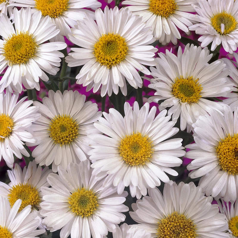 Alpen-Aster 'Albus'
