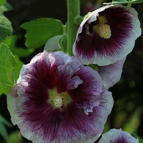 Stockrose Creme de Cassis