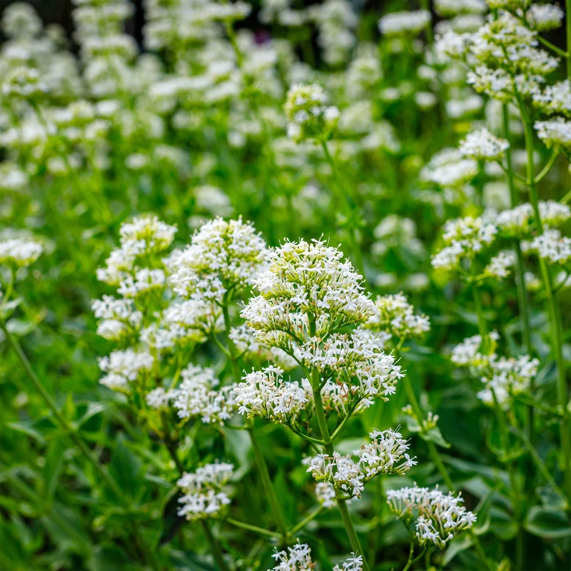 Weiße Spornblume