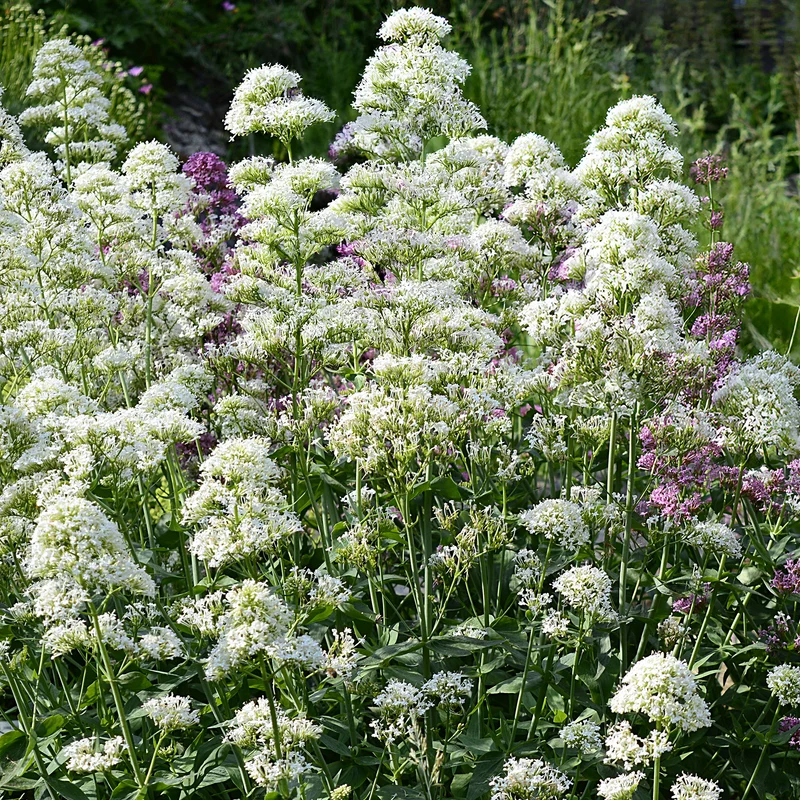 Weiße Spornblume