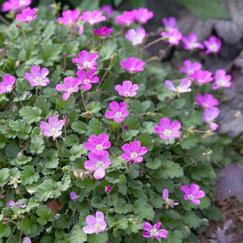 Reiherschnabel 'Bishop's Form'