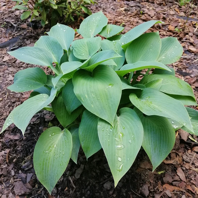 Hosta Canadian Blue Funkia