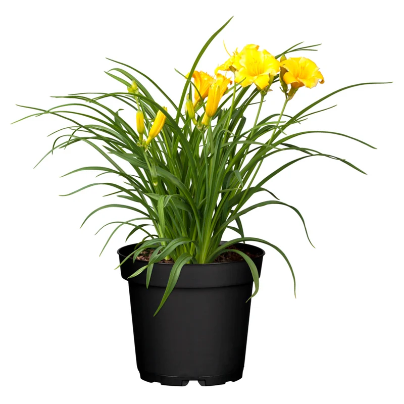 Kleinblütige Taglilie 'Stella de Oro'