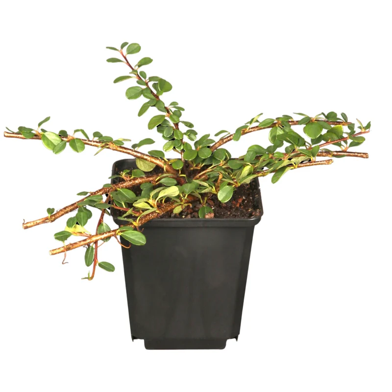 Zwergmispel 'Frieders Evergreen'
