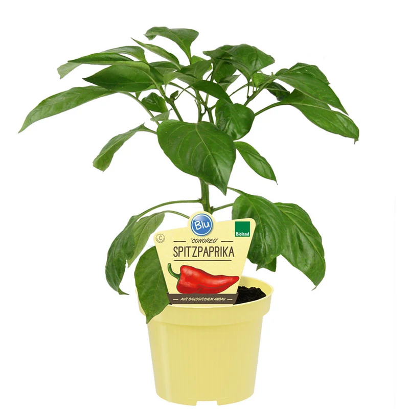 Bio Spitzpaprika 'Conored'