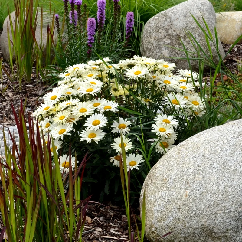 Margerite 'Silberprinzesschen'