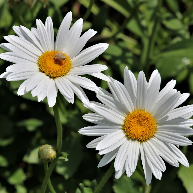 Margerite 'Silberprinzesschen'