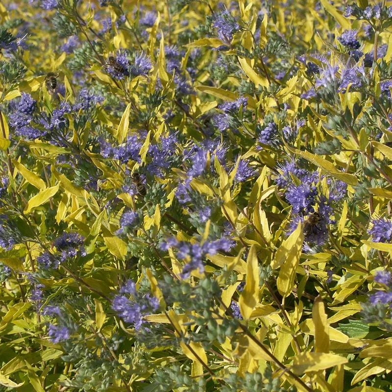 Bartblume Worcester Gold