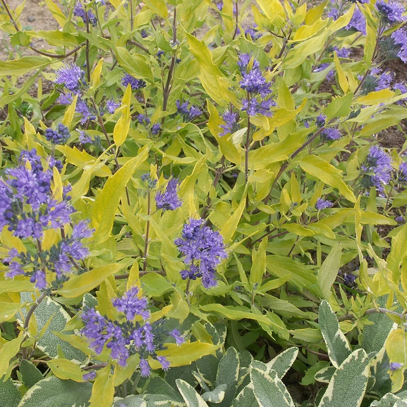 Bartblume Worcester Gold