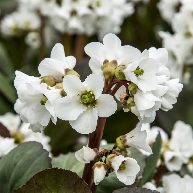 Bergenie ‘Bressingham White’