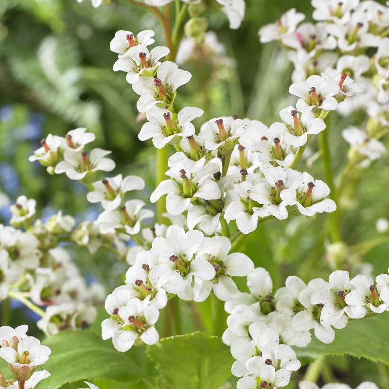 Bergenie ‘Bressingham White’