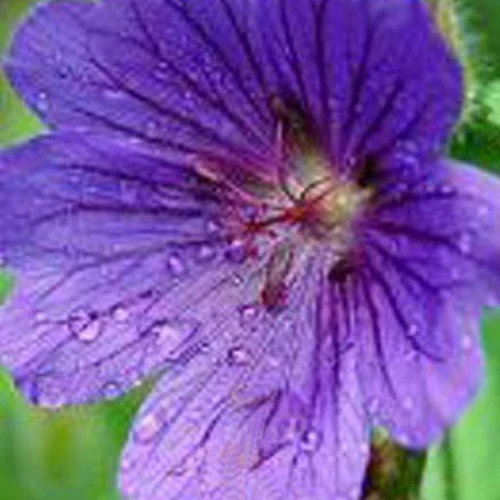 Blutgeranie Shooting Star
