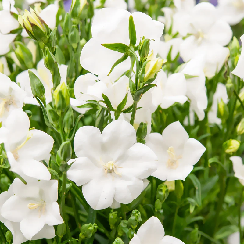 Pfirsichblättrige Glockenblume Alba