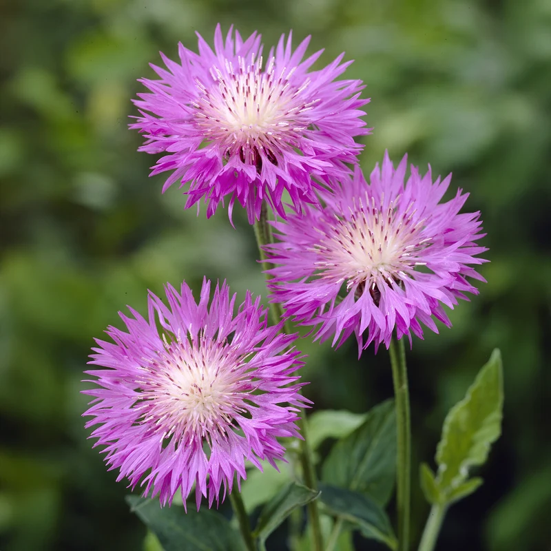 Weißblättrige Flockenblume John Coutts