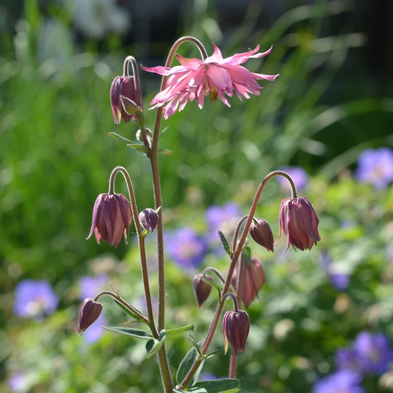 Akelei ‘Rose Barlow’