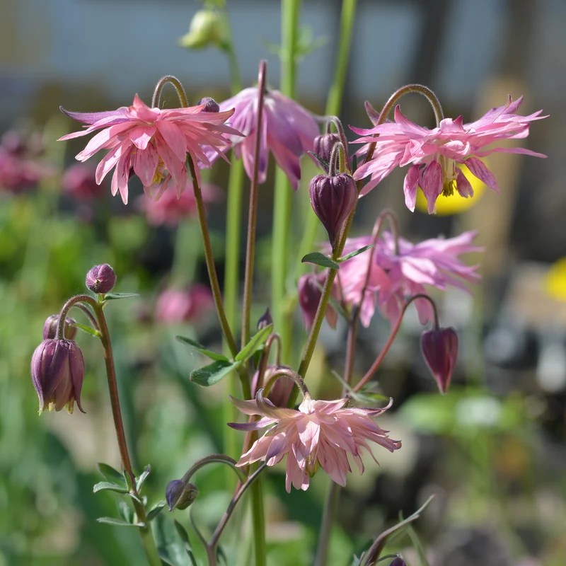 Akelei ‘Rose Barlow’