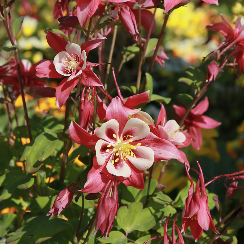 Akelei 'Crimson Star'
