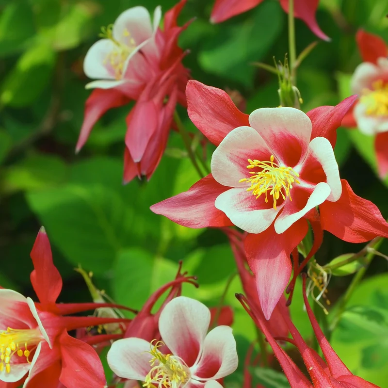 Akelei 'Crimson Star'