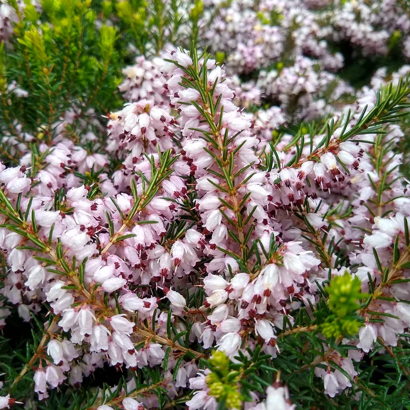 Winterheide Silberschmelze