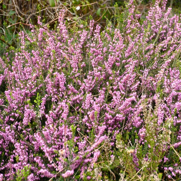 Winterheide Furzey